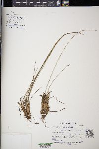 Trichophorum cespitosum image