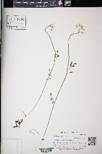 Cardamine pratensis image