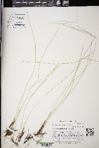 Trichophorum alpinum image