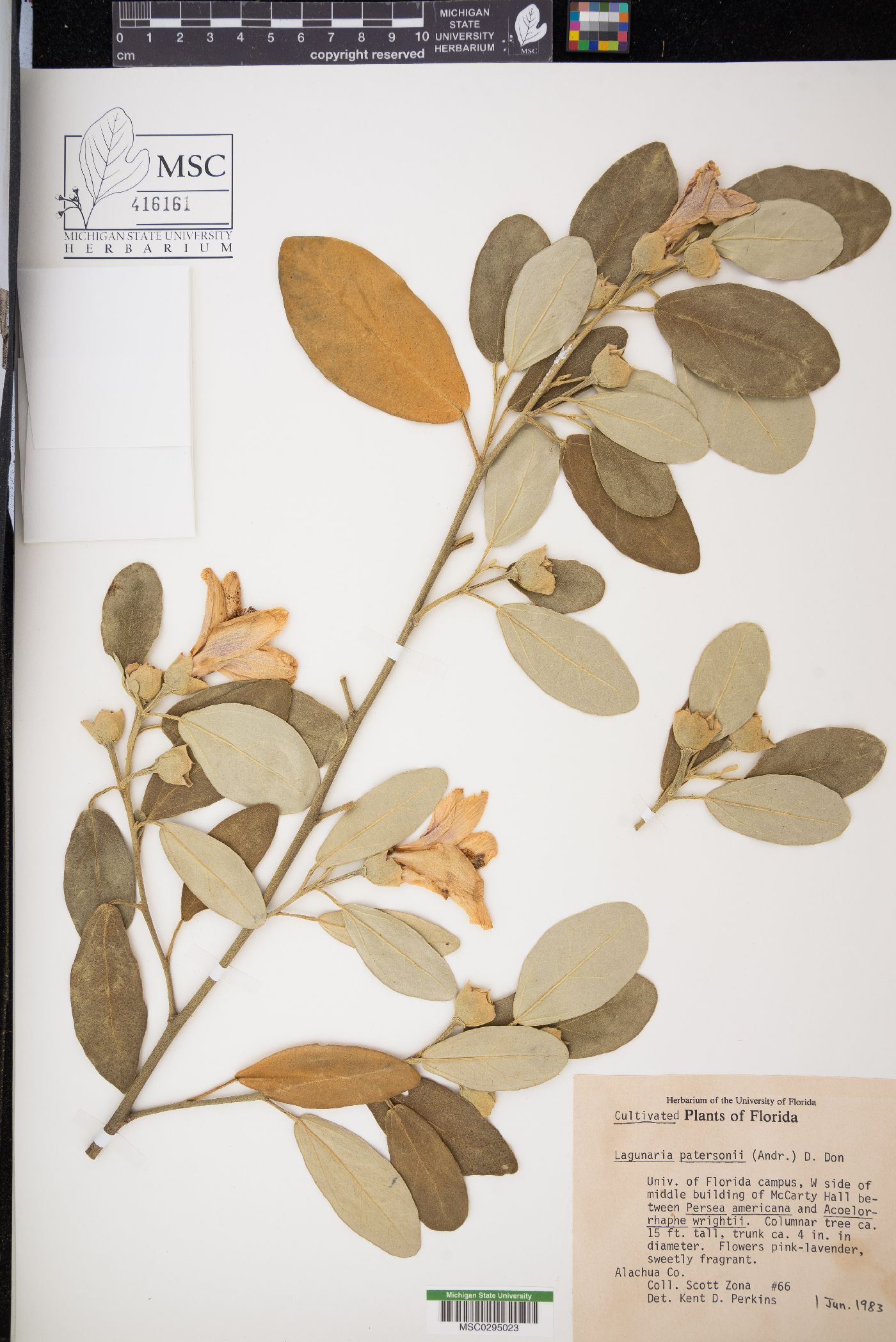 Lagunaria patersonii image