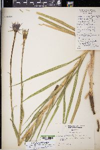 Tragopogon mirus image