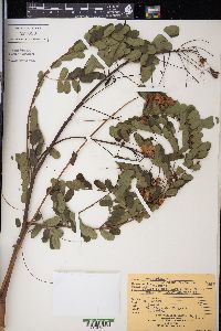 Caesalpinia pulcherrima image