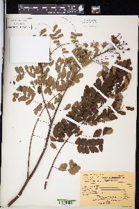 Caesalpinia pulcherrima image