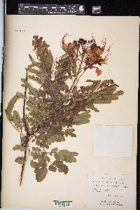 Caesalpinia pulcherrima image