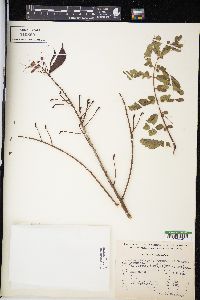 Caesalpinia pulcherrima image