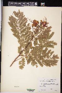 Caesalpinia pulcherrima image