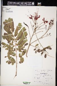 Caesalpinia pulcherrima image