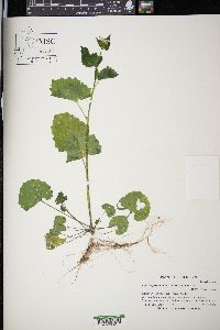 Alliaria petiolata image