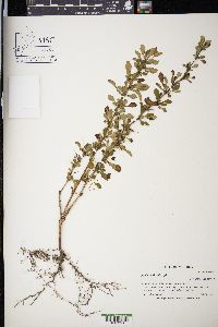 Berberis thunbergii image