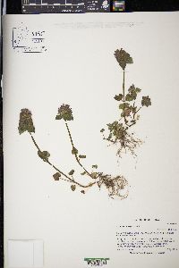 Lamium purpureum image