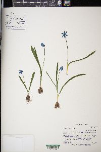 Scilla siberica image