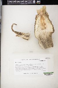 Beta vulgaris image