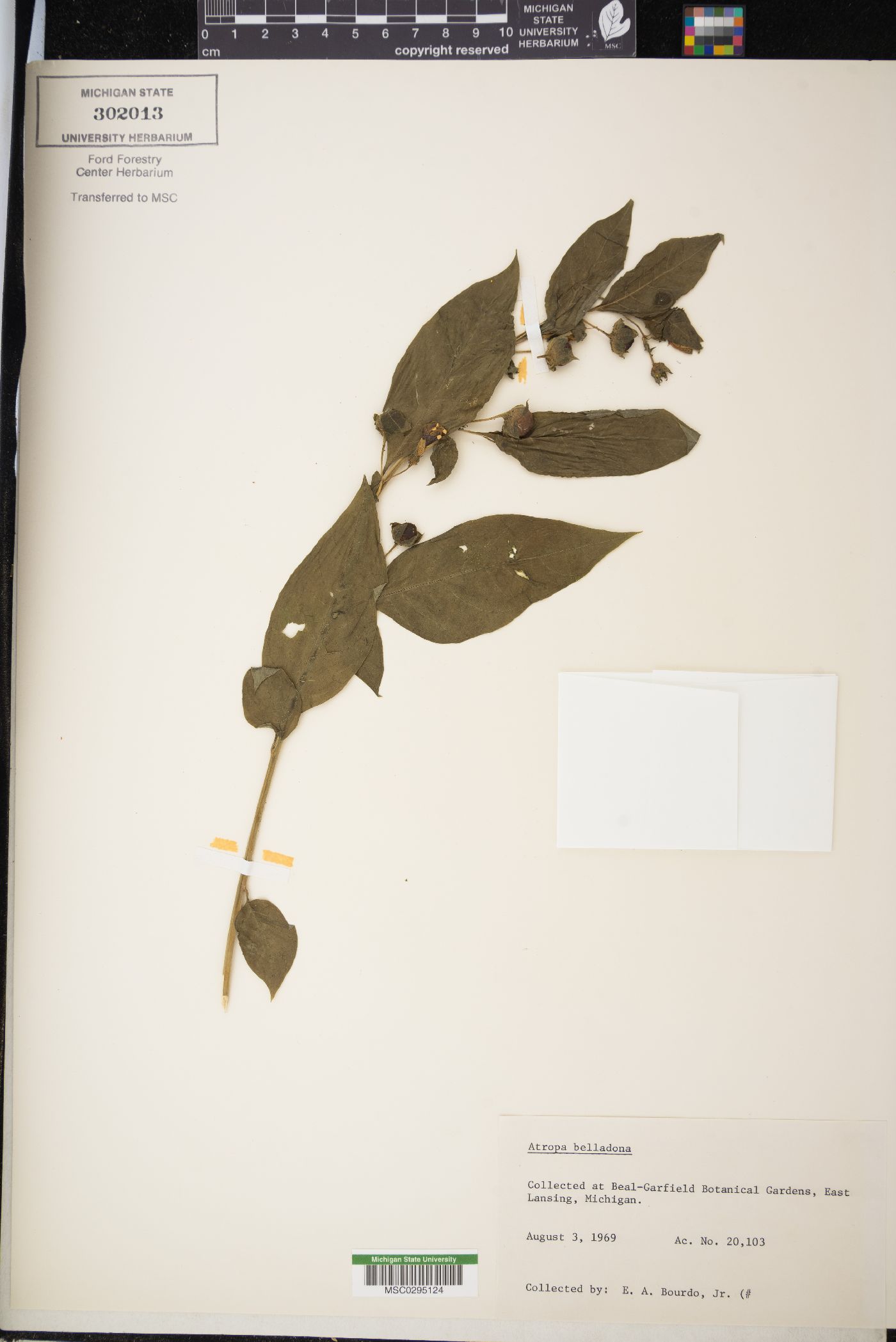 Atropa belladonna image