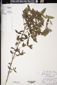 Pycnanthemum muticum image