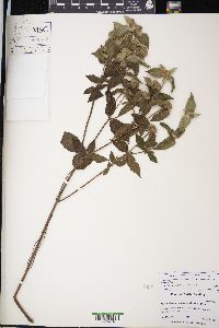 Pycnanthemum muticum image