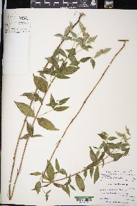 Pycnanthemum muticum image