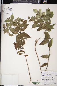 Pycnanthemum muticum image