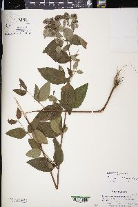 Pycnanthemum floridanum image