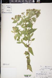 Pycnanthemum muticum image