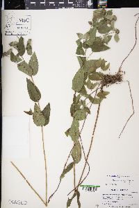 Pycnanthemum muticum image