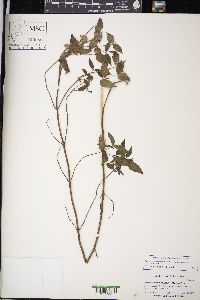 Pycnanthemum muticum image