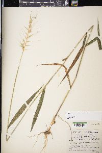 Elymus hystrix image