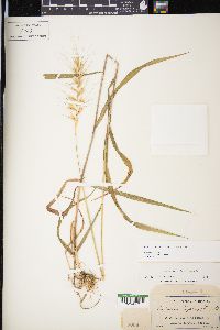 Elymus hystrix image