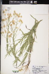 Pityopsis graminifolia image