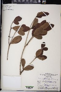 Manilkara bidentata image