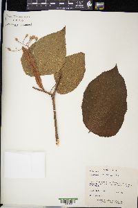 Tilia americana var. mexicana image