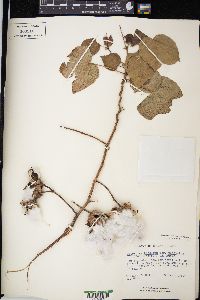 Gossypium hirsutum var. punctatum image