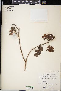 Gossypium hirsutum var. punctatum image