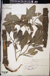 Brosimum alicastrum image