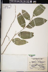 Brosimum alicastrum image