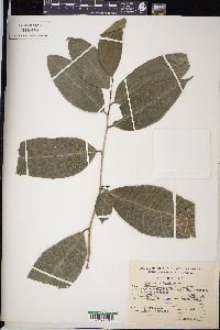 Brosimum alicastrum image