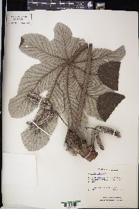 Cecropia peltata image