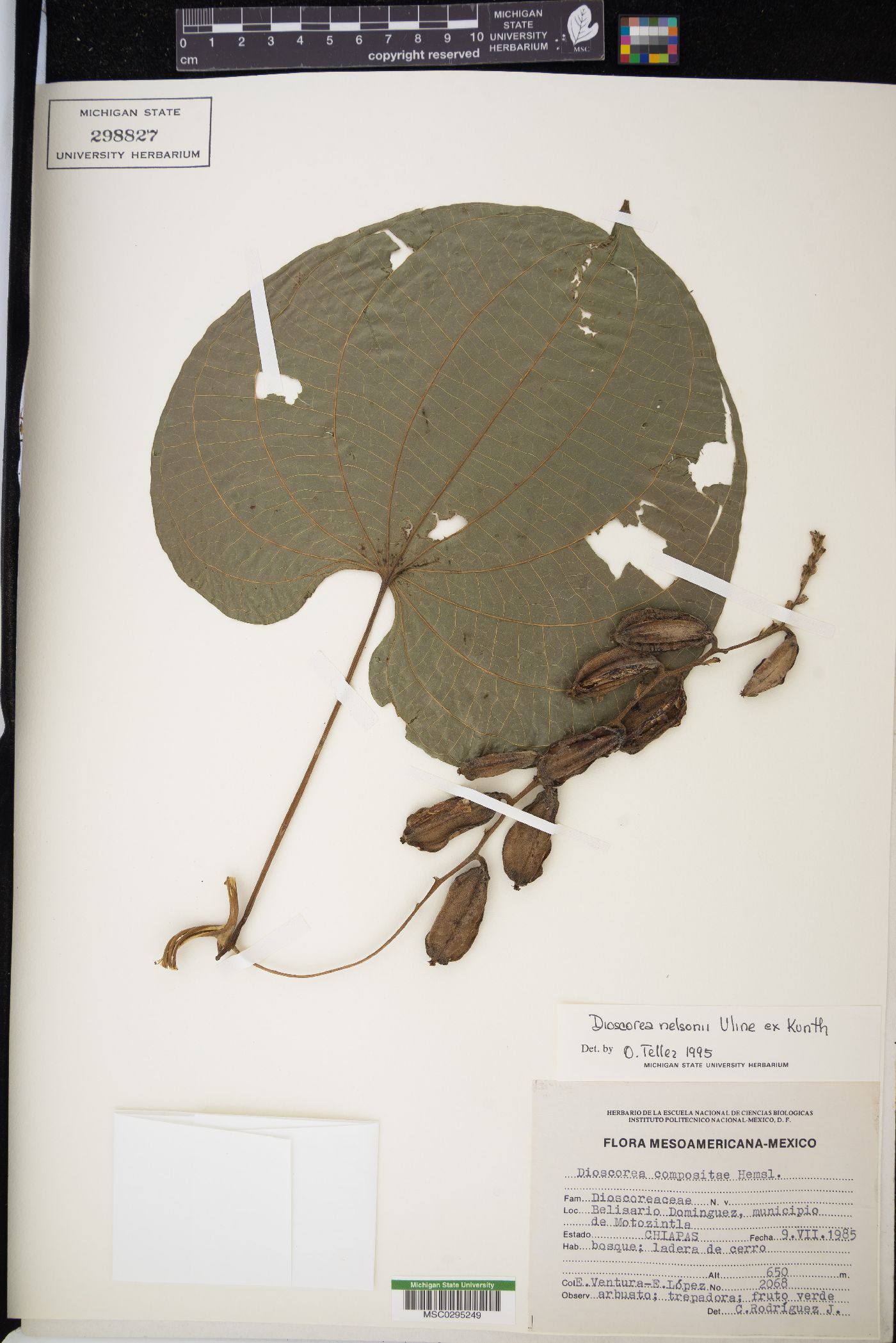 Dioscorea nelsonii image