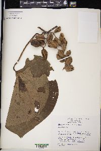 Dioscorea nelsonii image