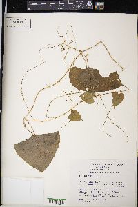 Dioscorea polygonoides image