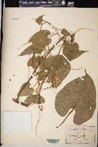 Dioscorea remotiflora image