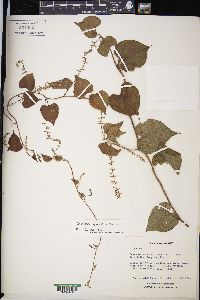 Dioscorea sparsiflora image