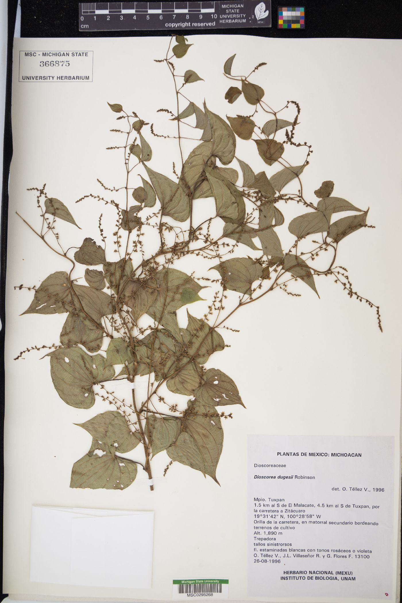 Dioscorea dugesii image