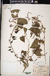 Dioscorea dugesii image