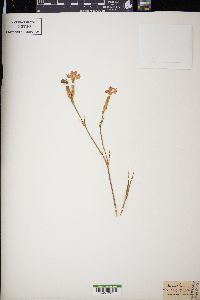 Dianthus caryophyllus image