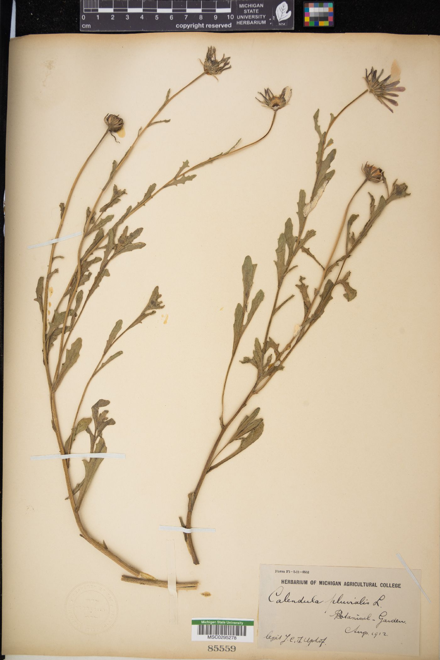 Dimorphotheca pluvialis image