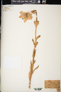 Lilium candidum image