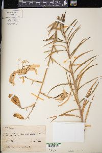 Media resource of Lilium davidii