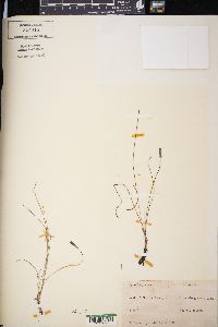 Hypoxis juncea image