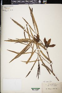 Asimina angustifolia image