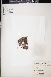 Centroceras clavulatum image